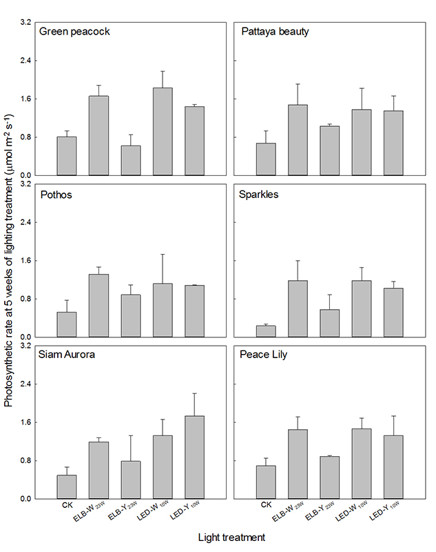Fig. 5. Effects of lighting treatments on photosynthetic rate at the 5th week of growth for six selected ornamental plants grown under indoor light condition. Means with the same letter are not significantly different at 5% level by LSD test.