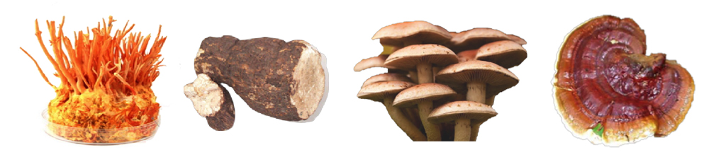 Various fungal materials