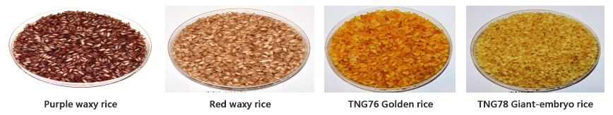 Rice varieties rich in anthocyanin (Purple waxy rice, Red waxy  rice, TNG76 Golden rice, TNG78 Giant-embryo rice)