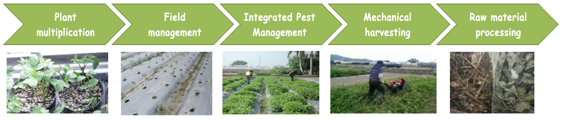 Plant multipli-cation→Field management→Integrated Pest Management→Mechanical harvesting→Raw material processing