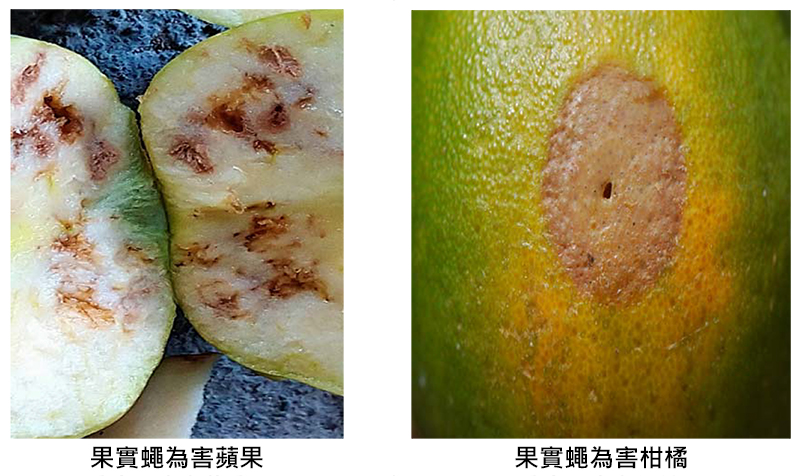 (左圖)果實蠅為害蘋果(右圖)果實蠅為害柑橘