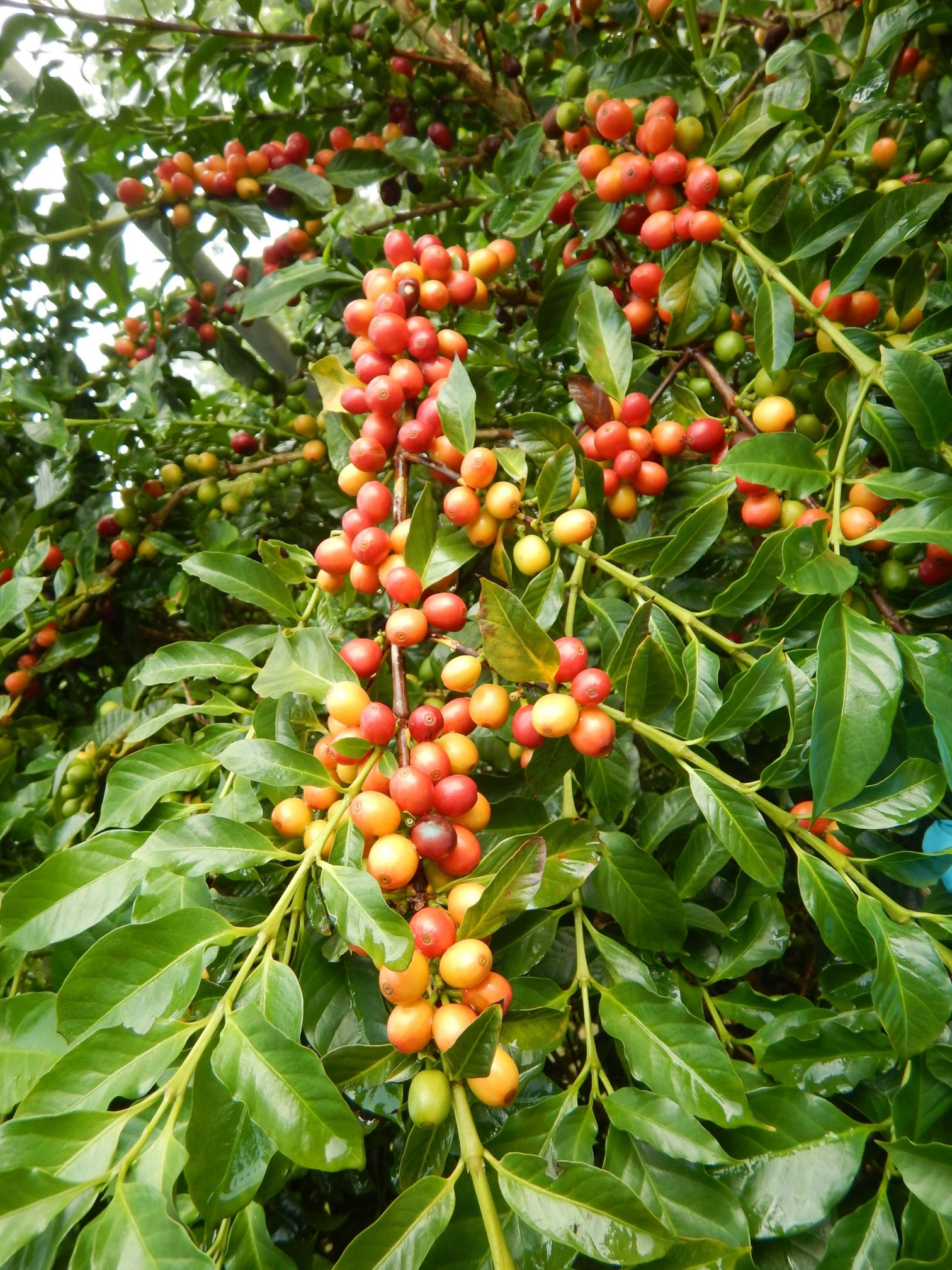 Coffee ‘Tainung No. 1’