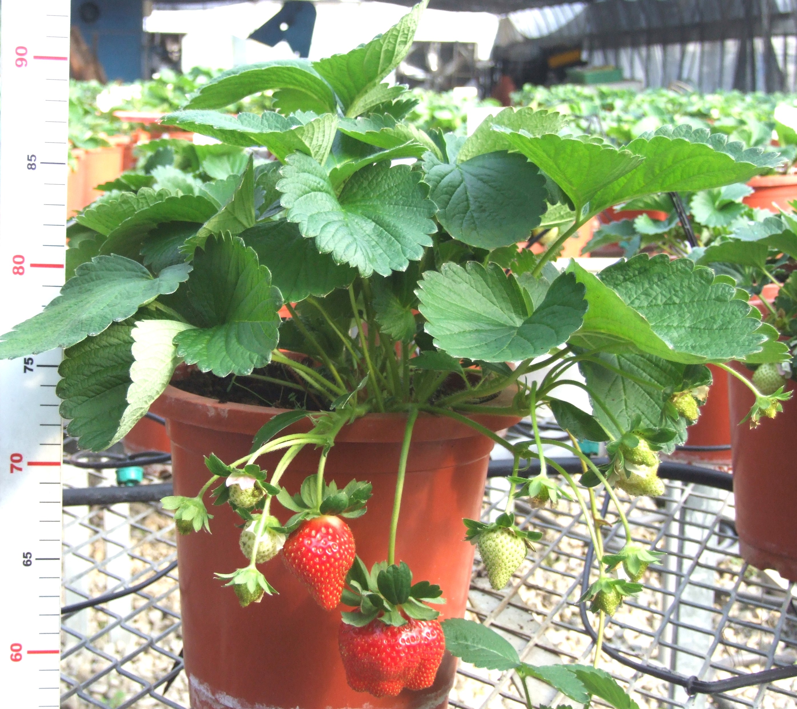 Strawberry ‘Tainung No. 1’