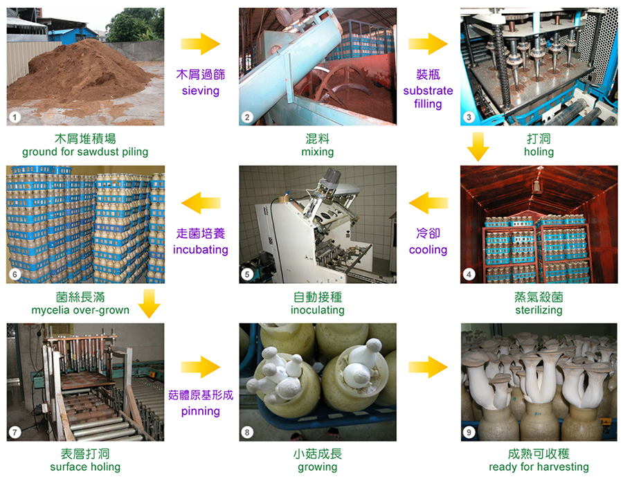 (1)ground for sawdust piling(2)mixing(3)holing(4)sterilizing(5)inoculating(6)mycelia over-grown(7)surface holing(8)growing(9)ready for harvesting