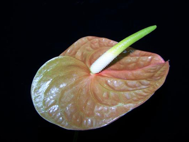 Tainung No. 5 (Amber)