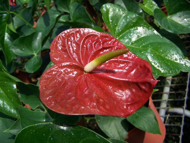 Tainung No. 6 (Fire Phoenix)