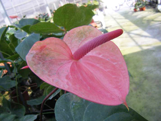 Tainung No. 7 (Upstart Pink)