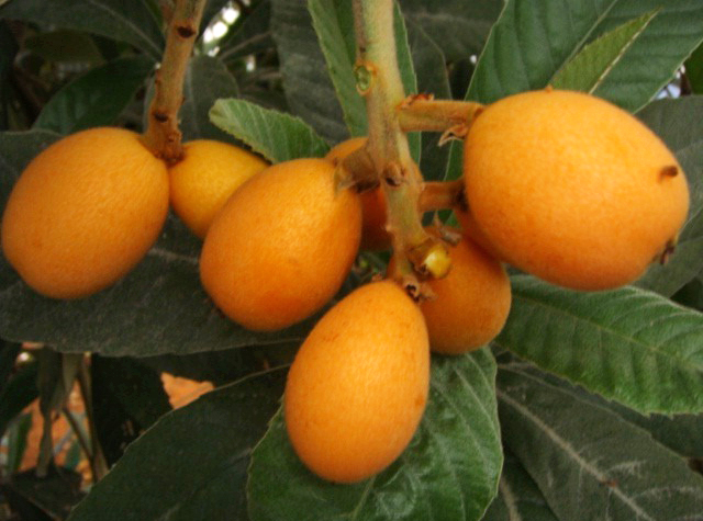 Tainung No. 2 (Surprise)