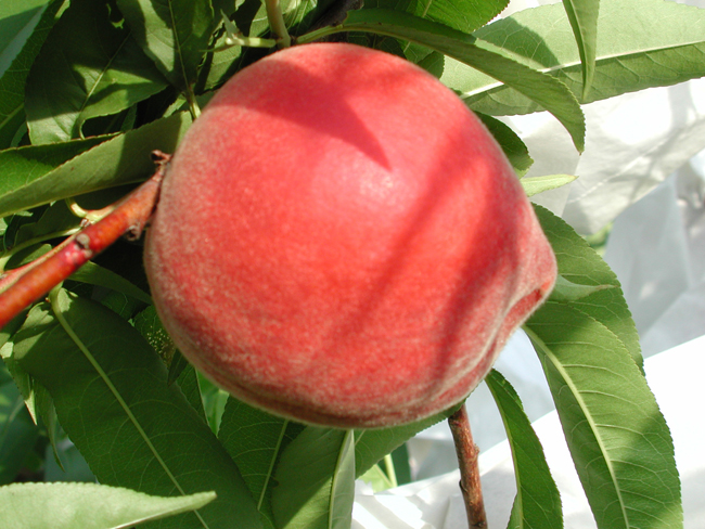 Tainung No. 4 (Ruby)