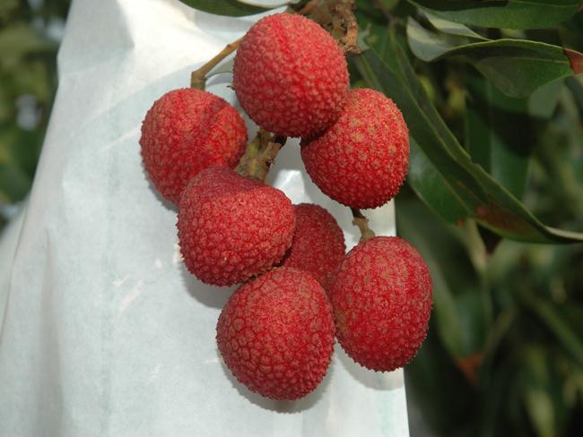 Tainung No. 6 (Colorful Lychee)