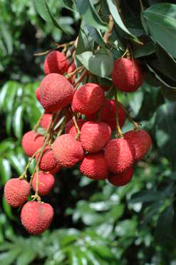 Tainung No. 7 (Early Big)