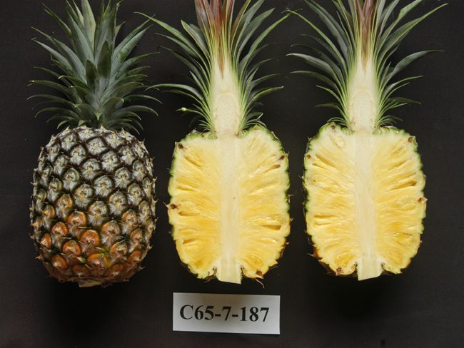 Tainung No. 22 (Honey Fragrance)