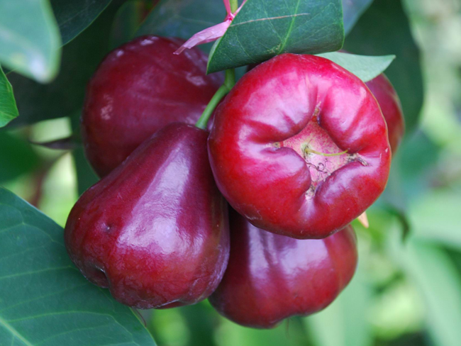 Tainung No. 1 (Amethyst)