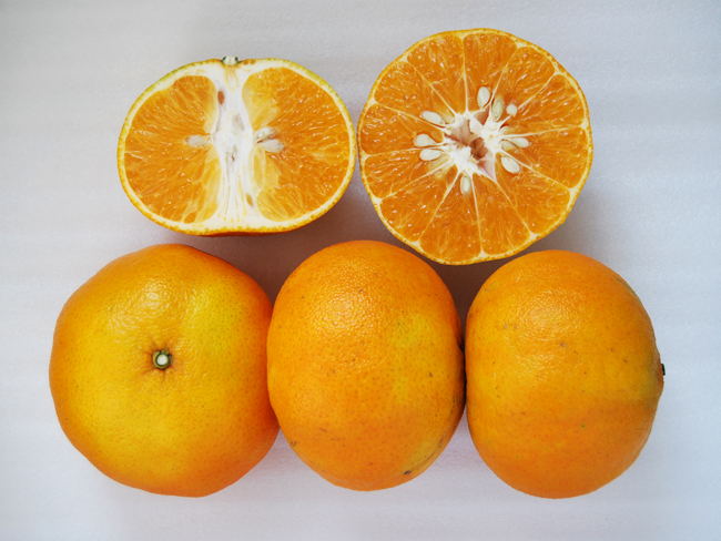 Mandarin Tainung Giant