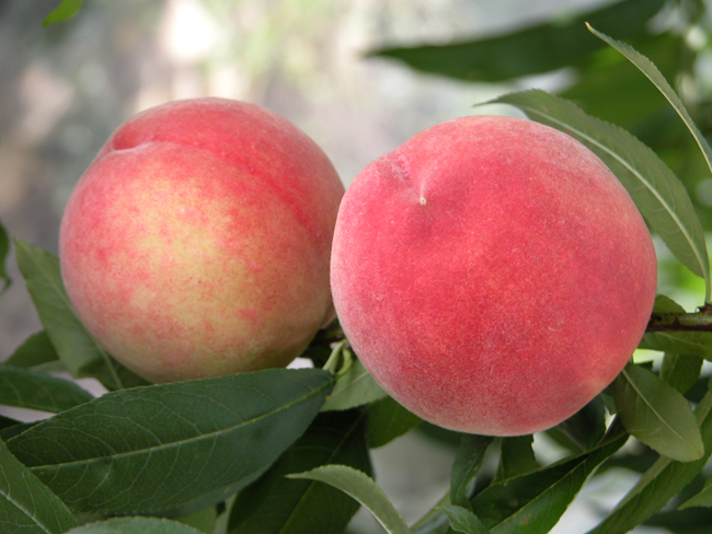 Tainung No. 3 (ChuenFeng)