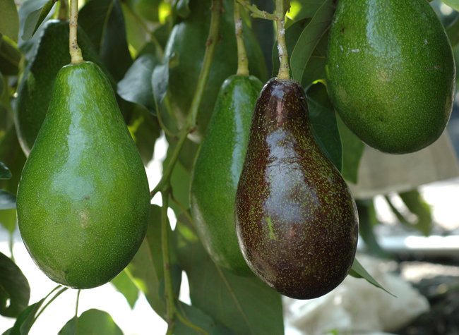 Tainung No. 1 (Tasty Red) & Avocado Tainung No. 2 (Green Gold)