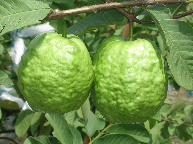 Tainung No. 1 (Emperor)