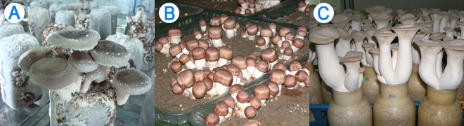 Figure 3: Shitake (A), almond mushroom (B) and king oyster mushroom (C) grown on a mixture of spent king oyster mushroom substrate and new sawdust at 1:3 to 3:4 ratios
