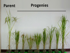 Figure 3: Dwarf rice progenies from chemical mutagenesis