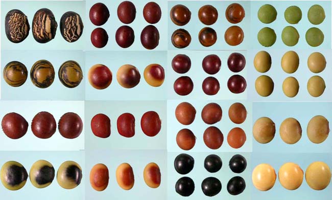 Diversity of soybean