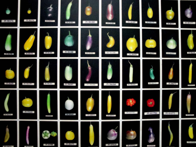 Diversity of eggplant
