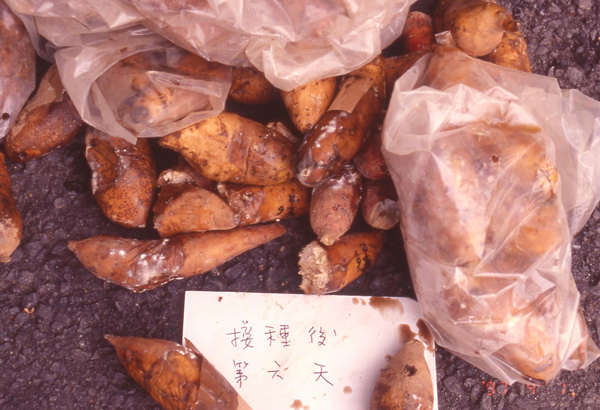 Sweet potato storage roots infected with soft rot or black rot would become entirely rotten and produce foul odor.
