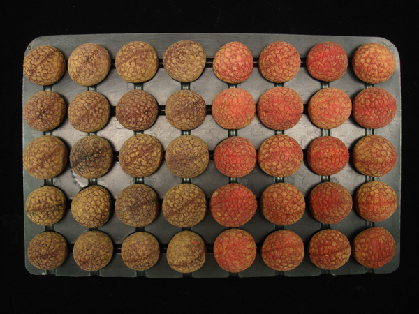 In-shell dried lychees processed with conventional means (left) and new technology (right).