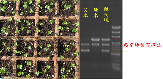 Molecular markers in cauliflower hybrid testing: hybrid polymorphism is obtained seven days after testing with 4-day-old seedlings.