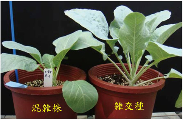 Conventional method of cauliflower hybrid testing: identification of hybrids and non-hybrids by morphological traits is conducted with 8-week-old seedlings.