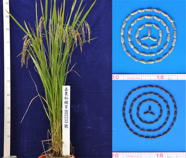 Glutinous long-grain Tainong No. 24 rice: mature plant (left), rough rice (upper right), and hulled rice (lower right).