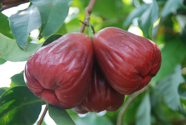 Tainung No. 3 (Sugar Barbie)