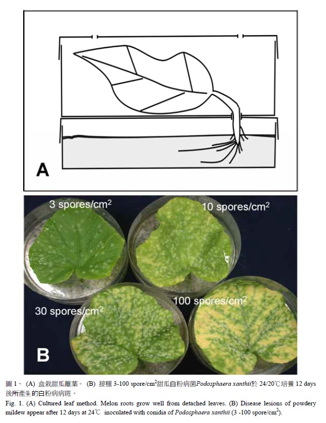 (A) Cultrued leaf method. Melon roots grow weff from detached leaves. (B) Disease lesions of powdery mildew appear after 12 days at 24℃ inoculated with conidia of Podosphaera xanthii(3-100 spore/cm2)
