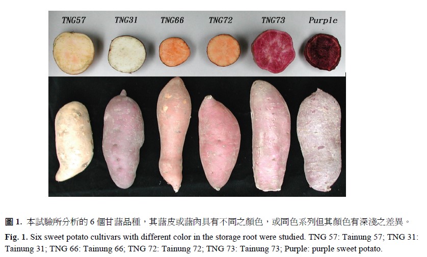 Six sweet potato with different color in the storage root were studied. TNG 57, Tainung 57, TNG 31, Tainung 31, TNG 66, Tainung 66, TNG 72, Tainung 72, TNG 73, Tainung 73, Purple, purple sweet potato.
