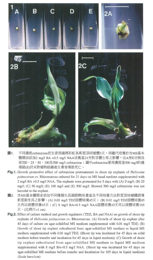 Growth promotive effect of cefotaxime pretreatment in shoot tip explants of Heliconia psittacorum cv. Rhizomatosa cultured for 21 days on MS basal medium supplemented with 2mg/l BA +0.5 mg/l NAA. The explants were pretreated for 3 days with (A) 0 mg/l, (B) 25 mg/l, (C) 50 mgl/l (D) 100 mg/l and (E) 500 mg/l. Showed 500 mg/l cefotaxime was not harmful to the explant.