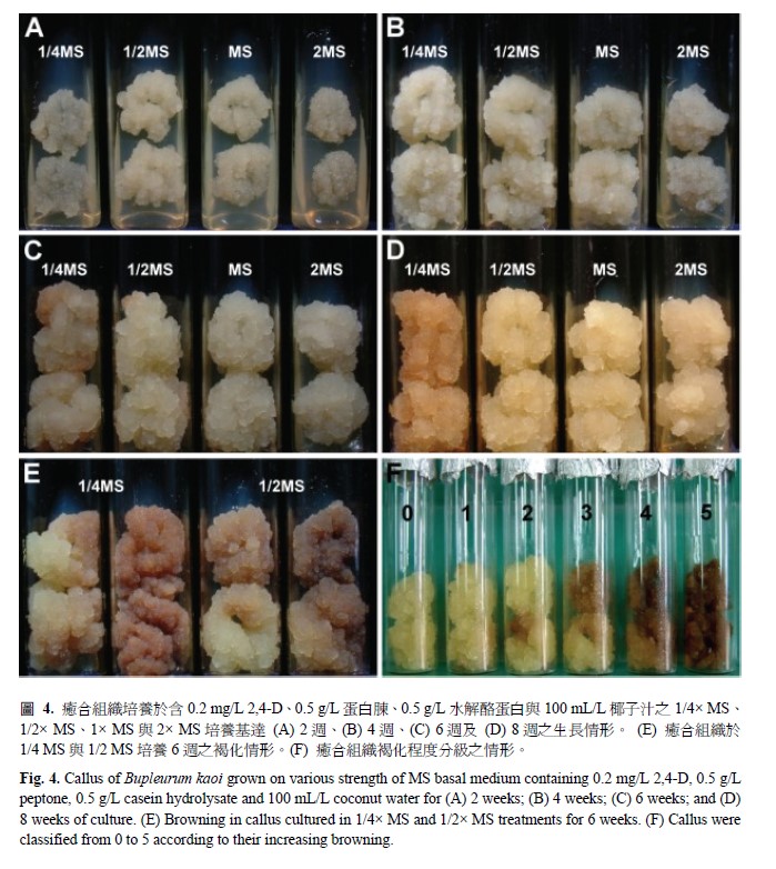 Callus of Bupleurum kaoi grown on various strength of MS basal medium containing 0.2 mg/L 2, 4-D, 0.5 g/L peptone, 0.5 g/L casein hydrolysate and 100 mL/L coconut water for (A) 2 weeks, (B) 4weeks, (C) 6weeks, and (D) 8 weeks of culture. (E) Browning in callus cultured in 1/4 × MS and 1/2 × MS treatments for 6 weeks. (F) Callus were classified from 0 to 5 according to their increasing browning.