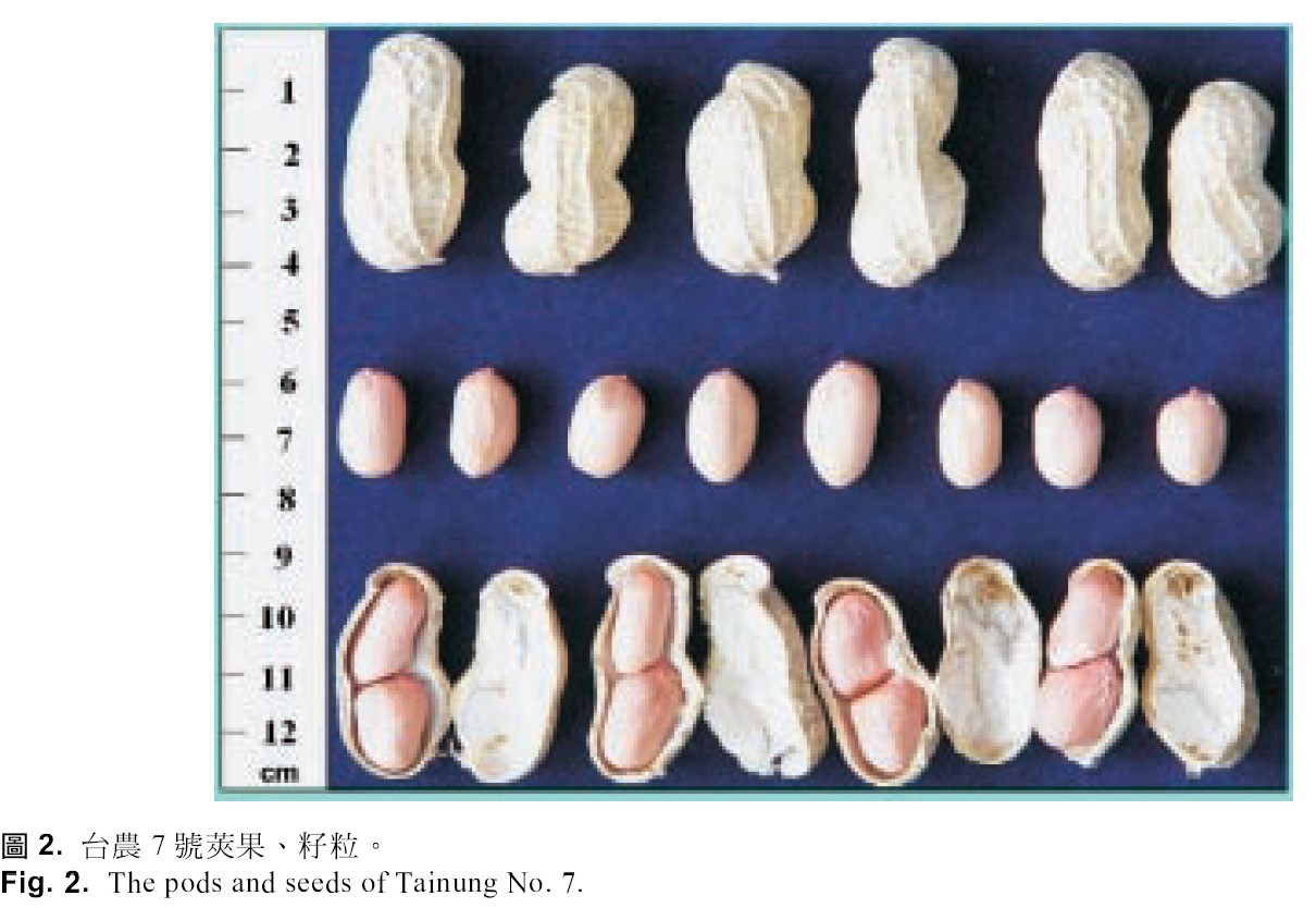 The pods and seeds of Tainung No.7