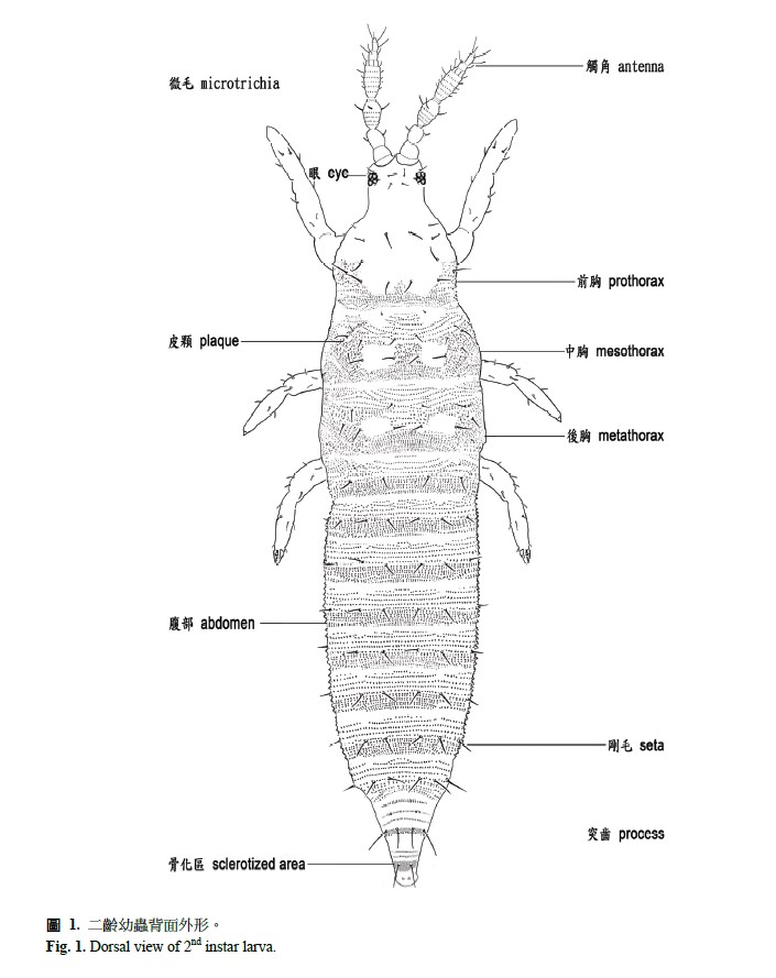 Dorsal view of 2nd instar larva.