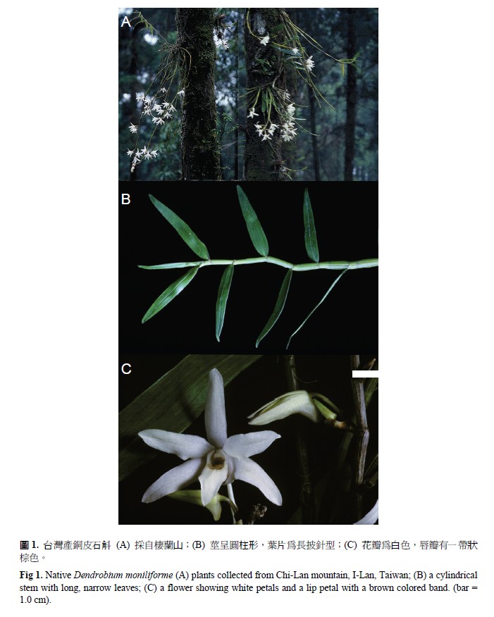 Native dendrobium moniliforme (A) plants collected from Chi-Lan mountain, I-Lan, Taiwan, (B) a cylindrical stem with long, narrow leaves, (C) a flower showing white petals and a lip petal with a brown colored band. (bar = 1.0 cm)