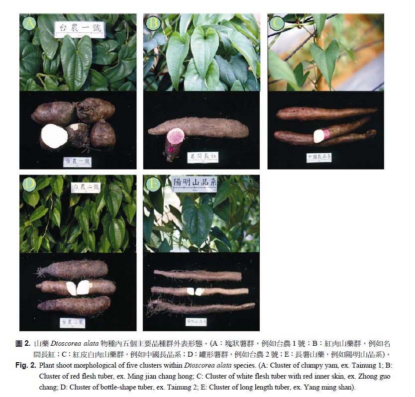 Plant shoot morphlogical of five clusters within dioscorea alata species.(A: Cluster of clumpy yam, ex. Tainung 1, B: Cluster of red flesh tuber, ex. Ming jian chang hone, C: Cluster of white flesh tuber with red inner skin, ex. Zhong guo chang, D: Cluster of bottle-shape tuber, ex. Tainung 2, E: Cluster of long length tuber, ex. Yang ming shan)