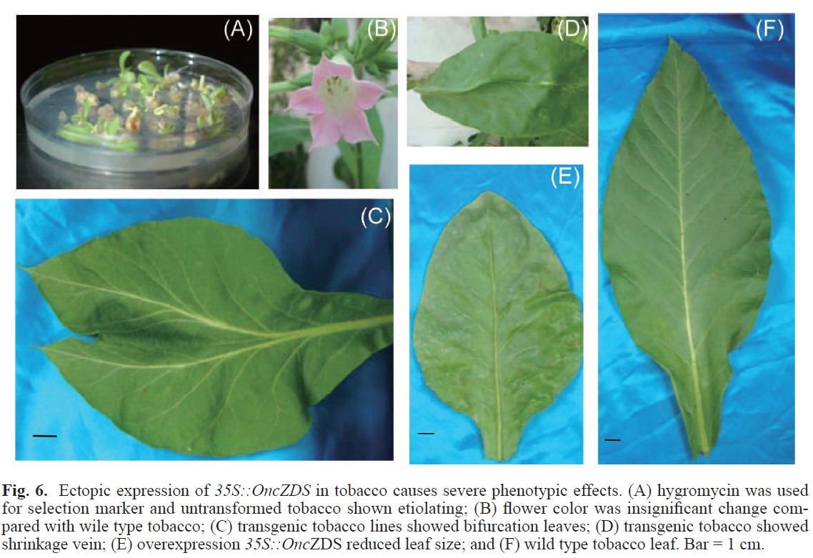 Ectopic expression of 35S::OncZDS in tobacco causes severe phenotypic effects. (A) hygromycin was used for selection marker and untransformed tobacco shown etiolating, (B) flower color was insignificant change compared with wile type tobacco, (C) transgenic tobacco lines showed bifurcation leaves, (D) transgenic tobacco showed shrinkage vein, (E) overexpression 35S::OncZDS reduced leaf size, and (F) wild type tobacco leaf. Bar = 1 cm.