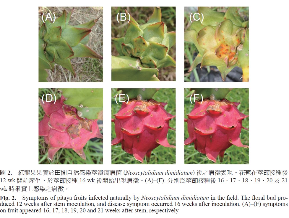 Symptoms of pitaya fruits infected naturally by Neoscytalidium dimidiatum in the fi eld. The fl oral bud produced 12 weeks after stem inoculation, and disease symptom occurred 16 weeks after inoculation. (A)–(F) symptoms on fruit appeared 16, 17, 18, 19, 20 and 21 weeks after stem, respectively.