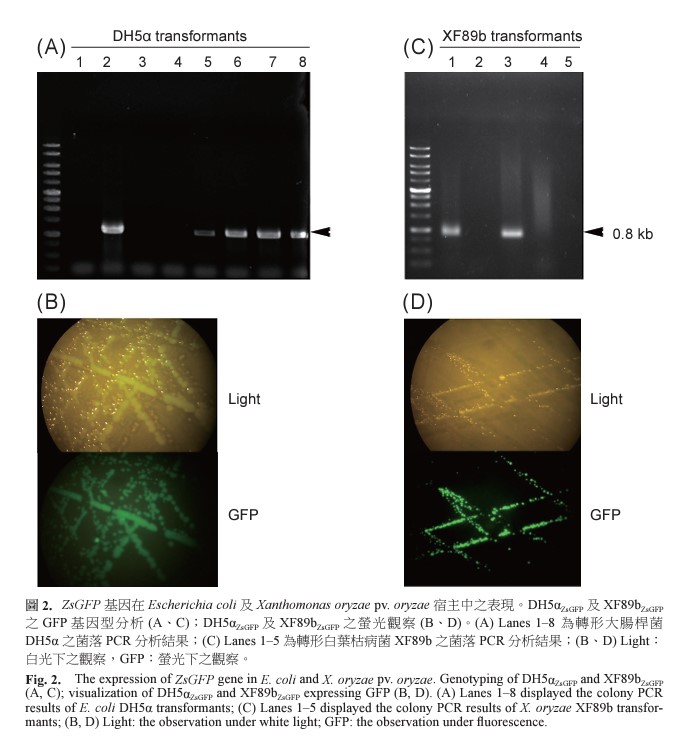 The expression of ZsGFP gene in E. coli and X. oryzae pv. oryzae. Genotyping of DH5αZsGFP and XF89bZsGFP (A, C), visualization of DH5αZsGFP and XF89bZsGFP expressing GFP (B, D). (A) Lanes 1–8 displayed the colony PCR results of E. coli DH5α transformants, (C) Lanes 1–5 displayed the colony PCR results of X. oryzae XF89b transformants, (B, D) Light: the observation under white light, GFP: the observation under fluorescence.