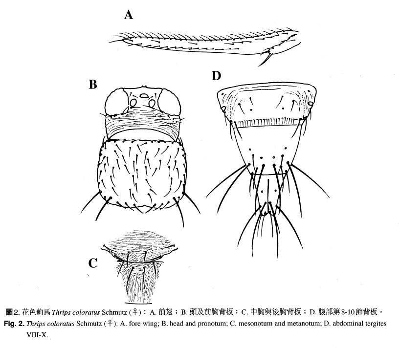 Thrips coloratus Schmutz(♀): A. fore wing, B.head and pronotum, C.mesonotum and metanotum, D.abdominal tergites VII-X.