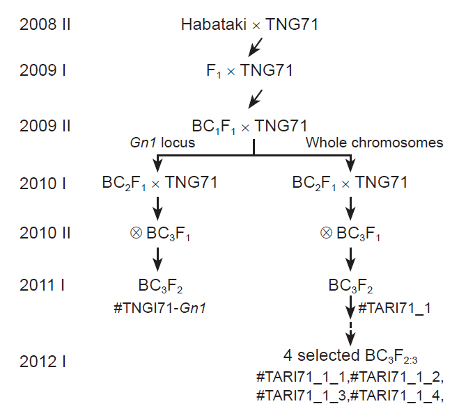 運用分子輔助回交選育將 ‘Habataki’ 的Gn1片段與第1 號染色體上各不同染色體片段長度導入「台農71 號」中之選育流程圖。