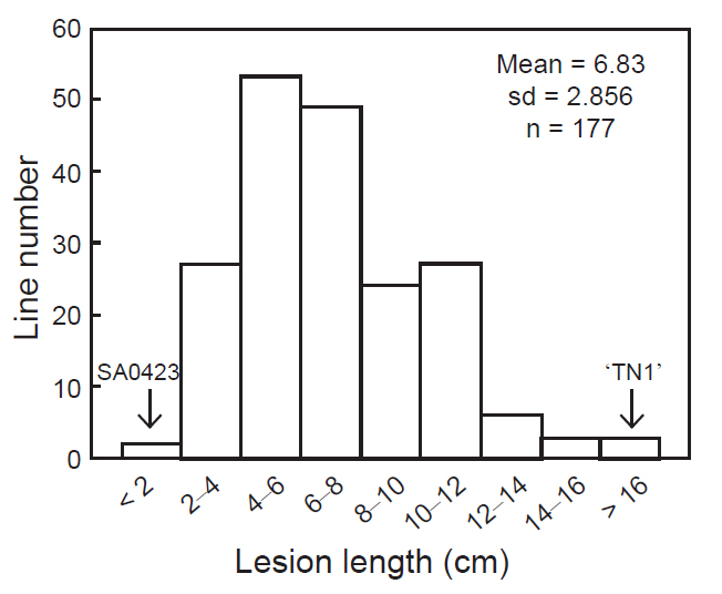 ‘TN1’ 與SA0423突變體雜交F<sub>2</sub> 族群接種白葉枯病菌後病斑長度之頻佈圖。