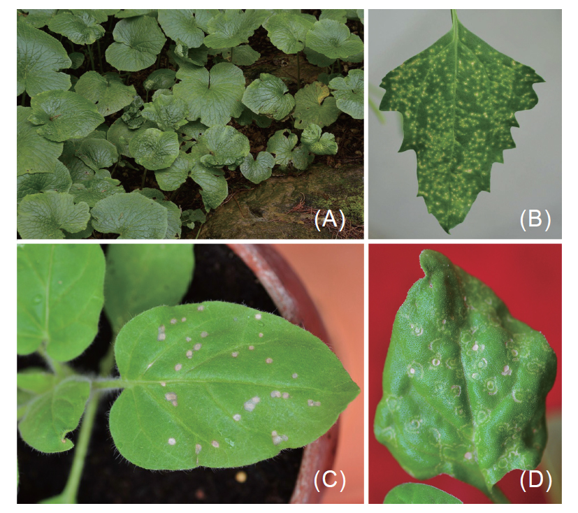 Rugose and yellow mosaic symptoms of wasabi plants grown in Alishan area (A). Typical local lesions appeared on leaves after inoculation of wasabi virus isolate to plants of <i>Chenopodium quinoa</i> (B), <i>Nicotiana glutinosa</i> (C), and <i>Tetragonia tetragonioides</i> (D).