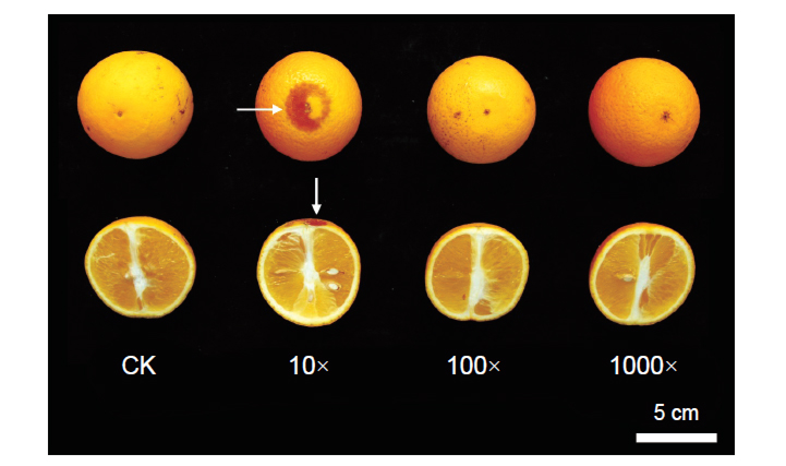 不同濃度印楝素處理後並儲藏7 d 之柳橙外觀與剖面照，其中10× 印楝素處理之果實可於果實底部觀察到果實表面出現壞疽狀的塌陷的藥害 (箭頭所指處) 症狀。