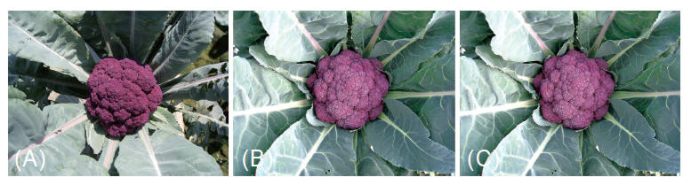 花椰菜A20-1-3-9 (A) 與 ‘TI-168’ (B) 及「紫雲」 (C) 之蕾球型態比較。