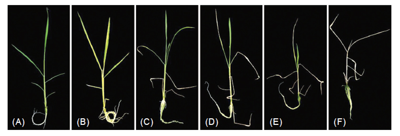 Standards used for evaluating salt-tolerance in rice seedlings. (A) When plant growth is normal, the scale of salt-tolerance is denoted 0, (B) some leaves are rolled or discolored, the scale of salt-tolerance is denoted 1, (C) some leaf tips are drying, the scale of salt-tolerance is denoted 3, (D) about 1/2 leaves are drying, the scale of salt-tolerance is denoted 5, (E) about 2/3 leaves are drying, the scale of salt-tolerance is denoted 7, and (F) whole plant nearly dead and wilted, the scale of salt-tolerance is denoted 9.