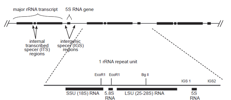 The nuclear-encoded ribosomal RNA genes (rDNA) of fungi exist as a multiple-copy gene family comprised of small subunit (SSU), 5.8 S, large subunit (LSU) ribosomal DNA, intergenic spacer (IGS), and 5S ribosomal DNA arranged in a head-to-toe manner (http://sites.biology.duke.edu/fungi/mycolab/primers.htm).